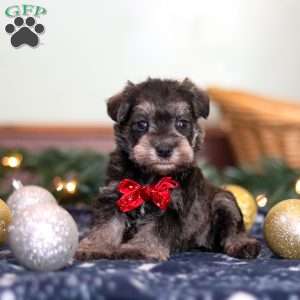 Trace, Miniature Schnauzer Puppy